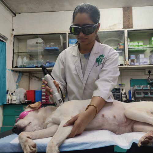 Hydrotherapycold laser pet