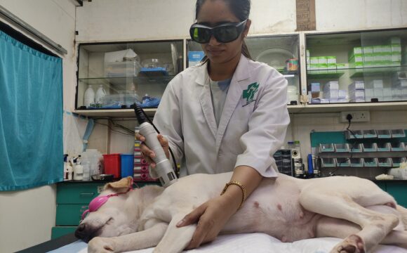 Hydrotherapycold laser pet