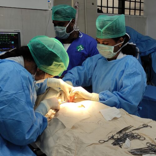 operation teater for pets