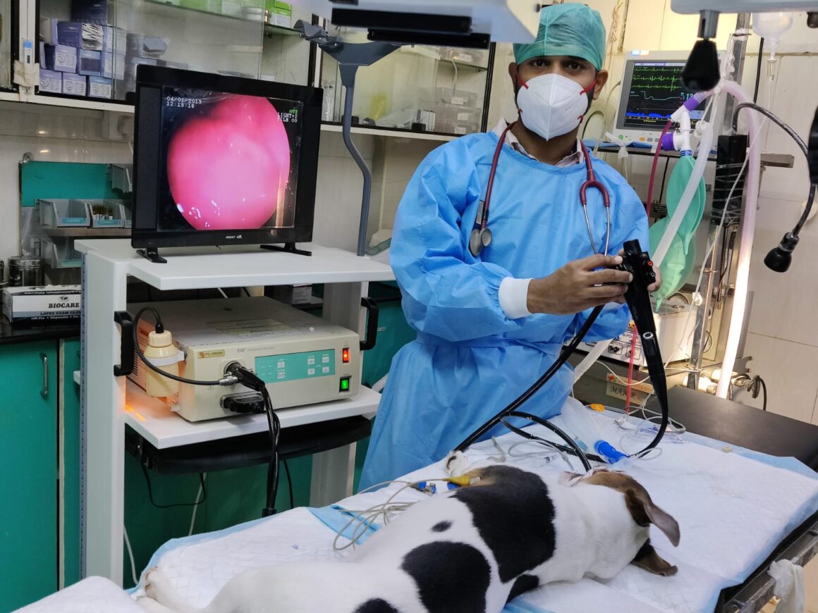 Dog Endoscopy
