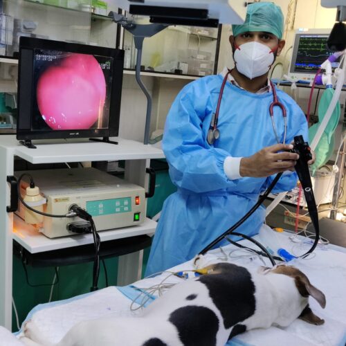 Dog Endoscopy