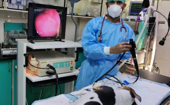 Dog Endoscopy
